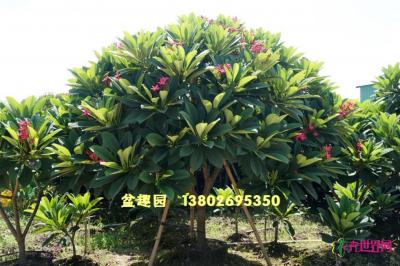 鸡蛋花