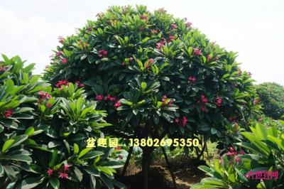 鸡蛋花