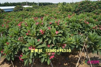 鸡蛋花