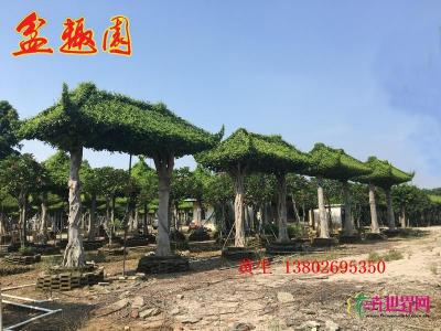 门楼