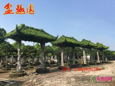门楼