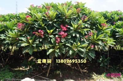 鸡蛋花